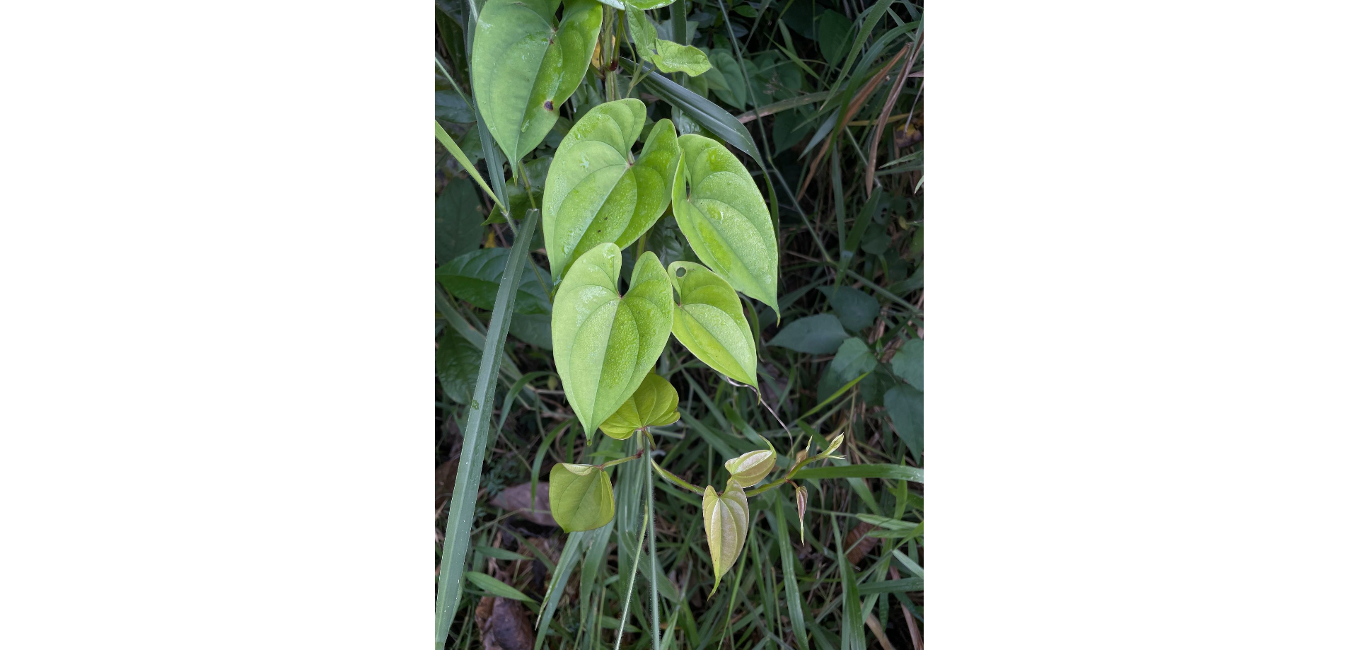 Củ mỡ